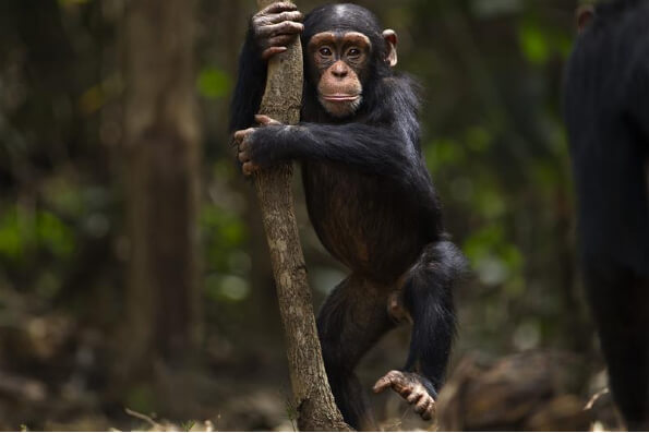 Côte d’Ivoire